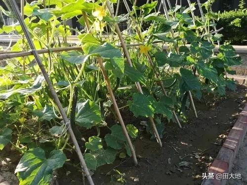 黄瓜的最佳种植时间是什么时候？如果晚种两个月，对黄瓜产量有影响吗？为什么？