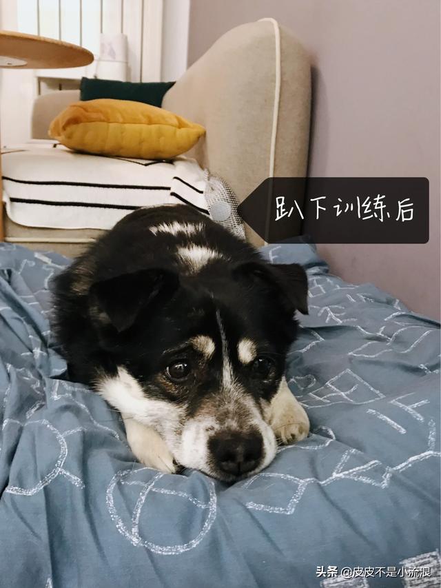 嘉兴狗舍:养狗之后，家里要留出哪些空间位置给它？