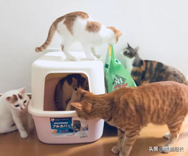 猫咪不乖的作品请:猫咪不使用猫砂，随地大小便怎么办？