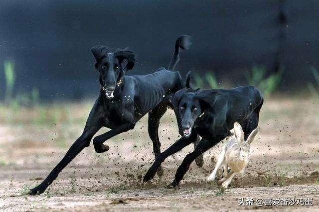 中国猎犬论坛:中国猎犬论坛 中华细犬与英国灵提，作为猎犬中华细犬在哪些方面更出色？