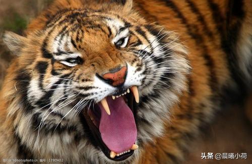 藏獒咬死主人:如何看待云南保山一藏獒饥饿发狂咬伤主人及邻居后被击毙