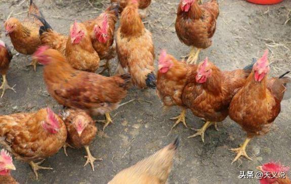 2020年下半年养鸡怎么样(未来5年家禽养殖市场)_经验妙招5_经验妙招