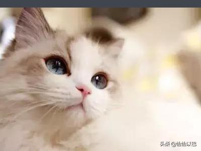 猫中毒的症状:哪些东西对猫咪有害，猫咪不能吃什么东西（详）？