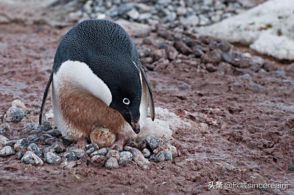 为什么企鹅被称为自然界最腹黑的动物？插图13