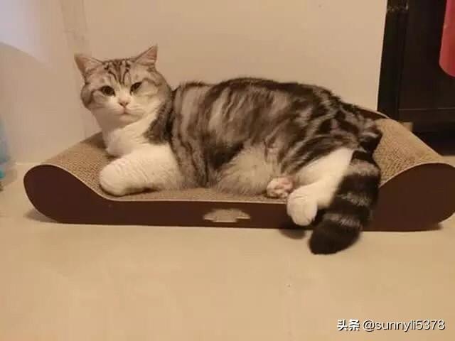 女人养猫好吗风水:17岁独居女性35平的屋子适宜养猫吗？