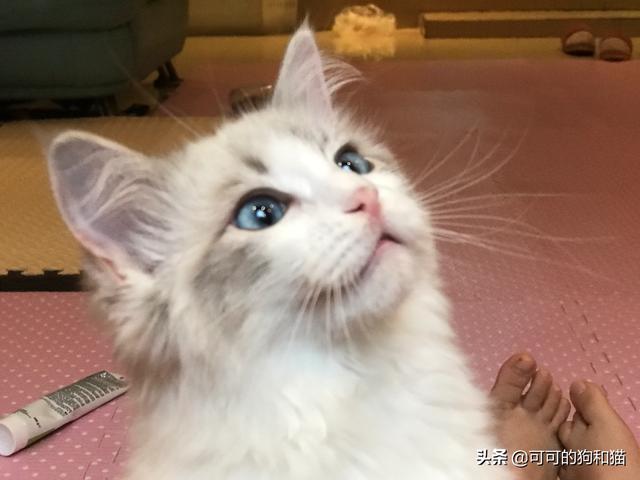 猫传染性腹膜炎是怎么得的:布偶猫长大了，然后又转卖给其他人，对猫会不会有什么影响？
