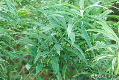 黄精适合在什么土地生长？