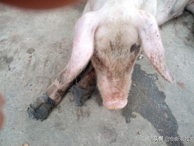 复方磺胺间甲氧嘧啶钠注射量:复方磺胺间甲氧嘧啶钠注射作用 仔猪出生几天打伪狂犬苗，打多少？