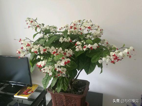 金龙吐珠结果程序:金龙吐珠视频 珠海的“耍凤鸡”是什么？