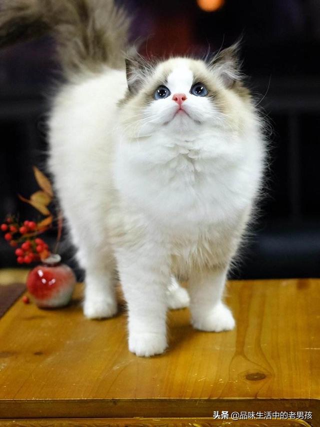 嘉兴布偶猫园:第一次养猫养起司还是布偶？
