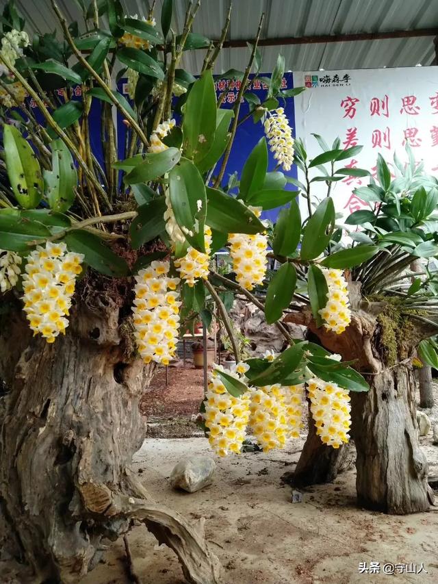 石斛图片,石斛的种类包括哪些？作用各有何不同？