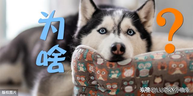 狗屎图片:小区内遛狗不栓牵引绳，不清理狗屎该怎么办？ 狗屎图片 表情包
