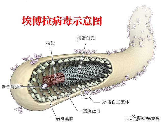 如果埃博拉病毒可以靠飞沫传播,会导致人类灭绝吗?-生活百科
