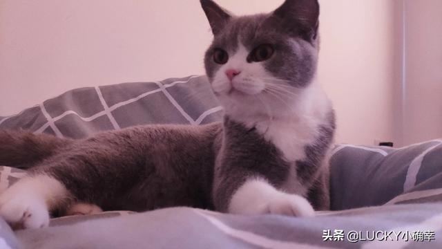 猫咪摇头打喷嚏:猫咪吹了下空调后打喷嚏是感冒了吗？怎么办？