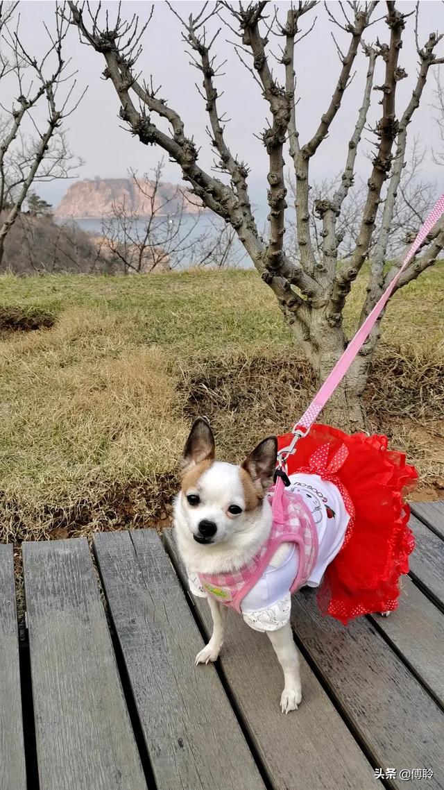 吉娃娃:吉娃娃的优缺点，你知道多少？ 吉娃娃狗图片