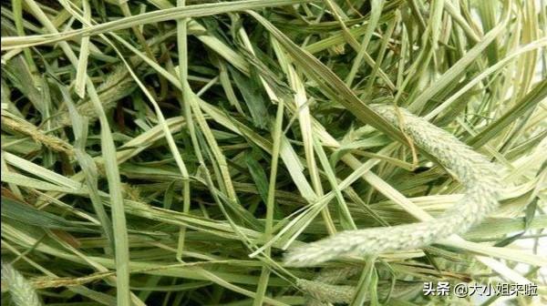 南提代替提摩西草:龙猫可以只吃饲料不吃提摩西草和苜宿草吗？