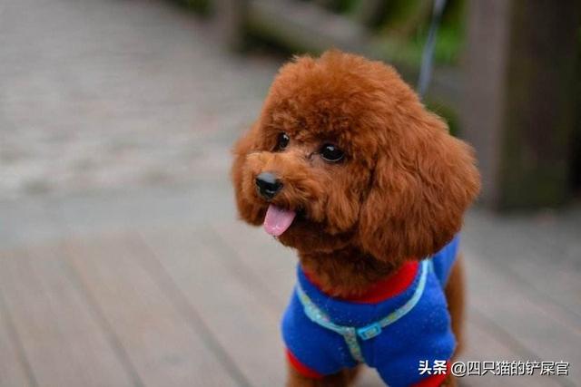 泰迪犬怎么养胖:泰迪犬的喂养方法你知道吗？