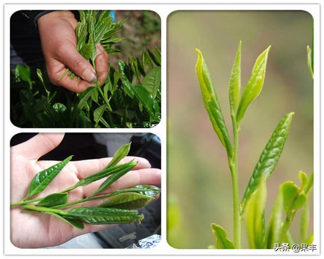 在疫情期间,自家产的茶叶如何才能卖出去？