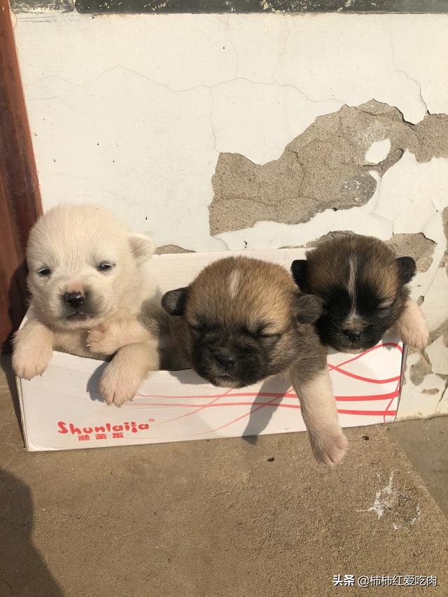 幼狗的狗粮怎么喂:幼狗狗粮怎么选 捡到的好小的小奶狗怎么养，在线等？