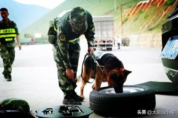 报告狗班长被咬:作为一名警察，被警犬咬过是一种什么样的体验？