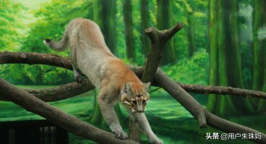 帕拉斯猫视频:猫咪受到惊吓，该怎么办？ 帕拉斯猫图片