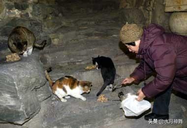 真正的虐猫群2018:小区里的流浪猫都睡在什么地方？