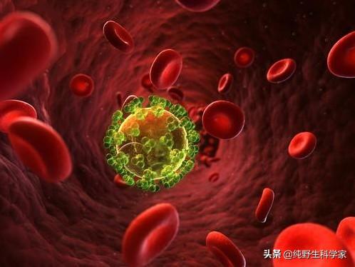 动物星球 史帝夫:动物们都懂天垂象！就人类不懂？为什么人还觉得自己聪明高级呢？