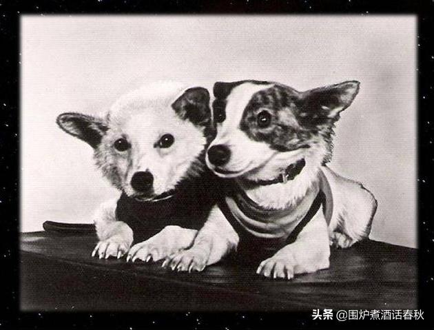 莱卡犬:64年前，苏联将一只3岁的小狗送入太空，是真的吗如今现状如何