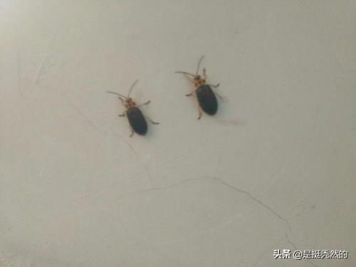 贵阳市民家里出现“小虫子”，夏天房间里有很多小虫子怎么办啊