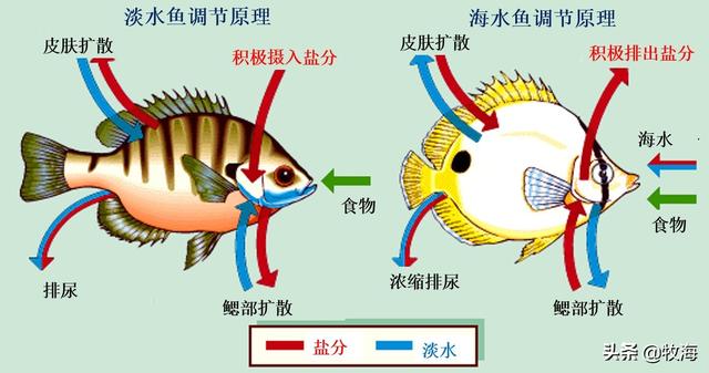 淡水鱼被扔到海里面会被咸死吗?