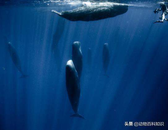 须鲸呼息图片:从生物学的角度来看，鲸鱼为什么是哺乳动物？