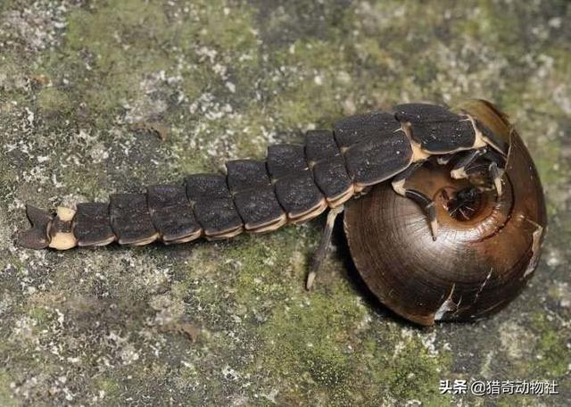 萤火虫为什么会发光:萤火虫为什么可以发光？是不是有荧光剂？