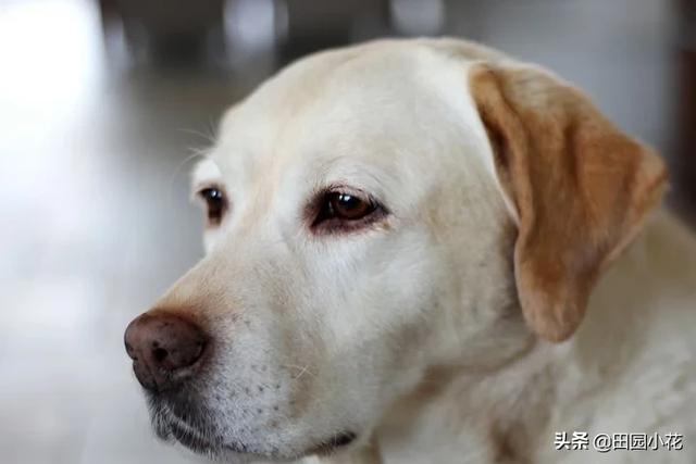 拉布拉多犬和金毛的图片:拉布拉多犬和金毛杂交品种图片 金毛，拉布拉多和哈士奇这三大无攻击性犬，你会选择哪个呢？