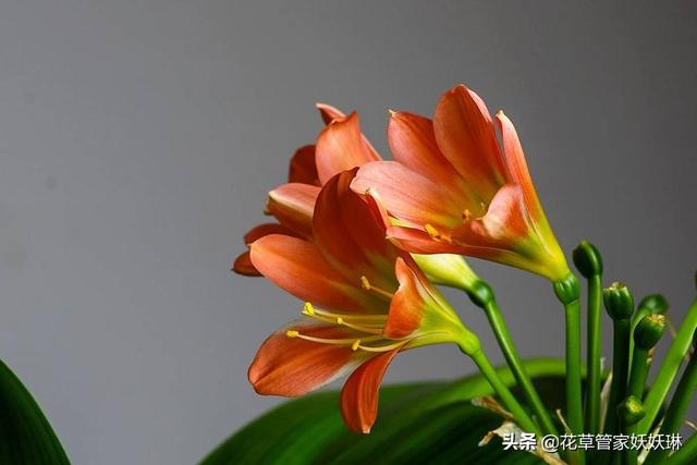 垂笑君子兰小苗子图片:垂笑君子兰图片品种 君子兰新长的叶片出现叶舌是什么情况？