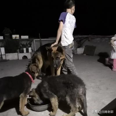 佛山直销喜乐蒂牧羊犬价格多少:佛山那里有德牧养殖场，幼犬怎么喂养？