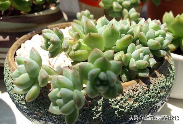 魔南景天夏季落叶怎么办:多肉植物的叶子变黄快要脱落了?怎么办？