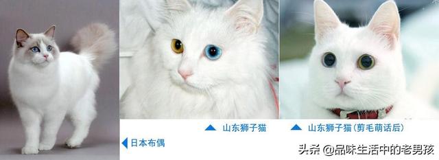 山东狮子猫和土耳其安哥拉猫:怎么鉴定猫猫是不是山东狮子猫？