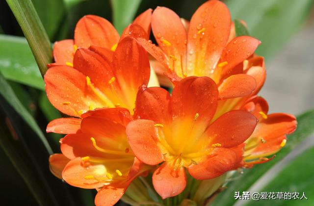 大花君子兰价格及图片欣赏:小胜利君孑兰特征什么样及图片？