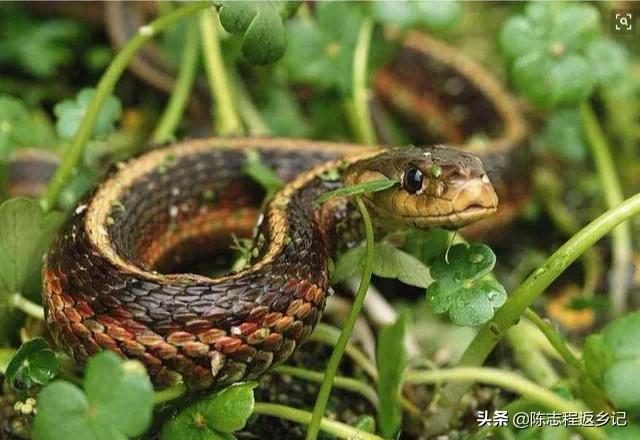 蛇灭门植物图片及名称:家里种什么植物可以驱蛇？