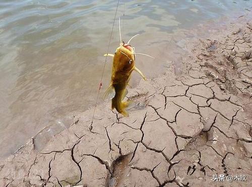 鸡肝猪肝钓胡子鱼视频:猪肝跟蚯蚓，钓黄颡鱼哪个更好？