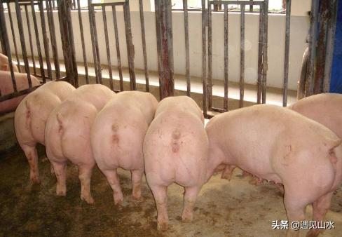 种猪饲养管理技术有哪些，饲养种母猪需要注意哪些问题