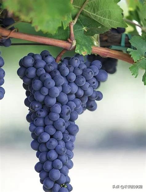 蓝宝石对身体的好处,蓝宝石葡萄为何受大众欢迎？