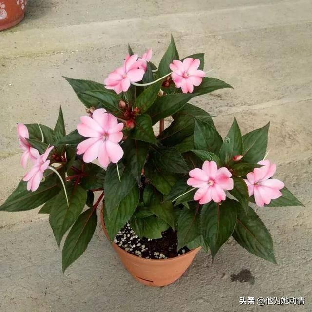 为什么凤仙花没有花苞?