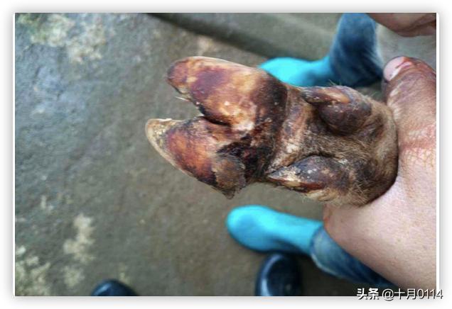 磺胺间甲氧嘧啶钠用法:山羊腐蹄病怎么治？实战经验来教你？