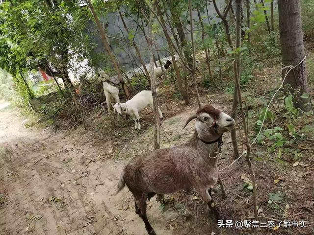 布氏杆菌病传染途径:布氏杆菌病传染途径有哪些 家里养牛，再分圈养羊可以吗？会传染布病吗？