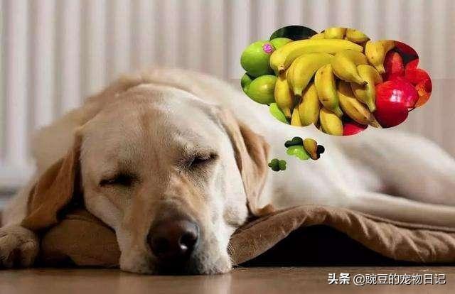 关于博美犬不能吃什么水果:博美犬可以吃什么蔬菜水果 饲养博美犬时，有哪些禁忌不能碰？
