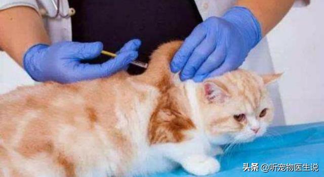 猫做抗体检查需要多少钱:猫三联后，做抗体检测有必要吗？