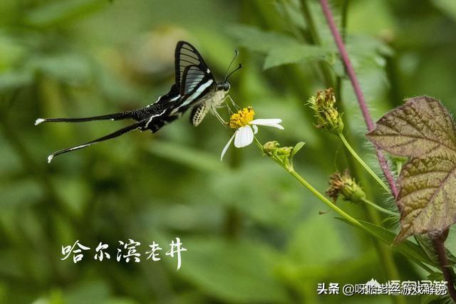 如果和平精英没有挂会怎样？