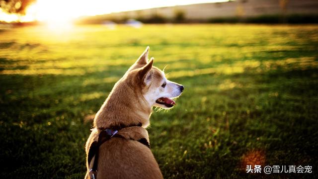 武汉罗威纳犬舍:第一次养了拉布拉多要准备什么？