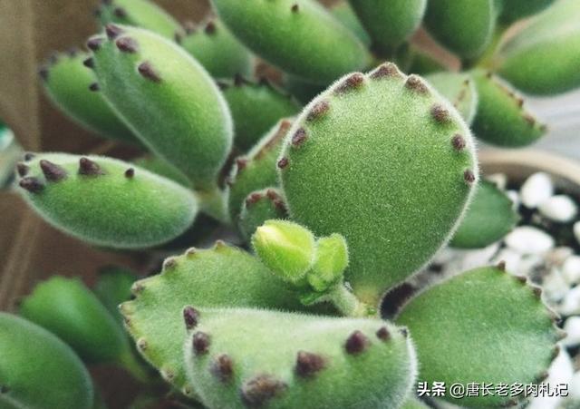 熊童子叶片能叶插吗:为什么我的熊童子叶片是黄色？